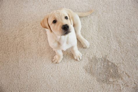 dog leaking fluid from anus|Dog Leaking Clear Fluid from Anus: 8 Causes。